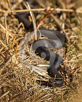 Dark colored European Adder, Vipera berus, head in focus, body blured Norway