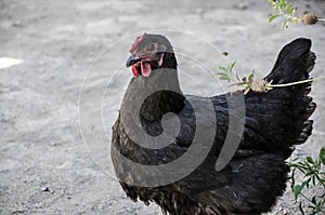 Dark colored hen