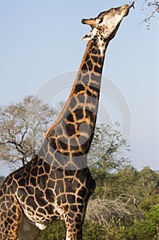 Dark colored male giraffe Giraffa camelopardalis sticking tongue out to eat tree leaves