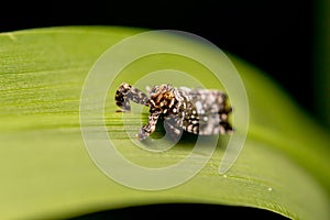 A dark colored planthopper