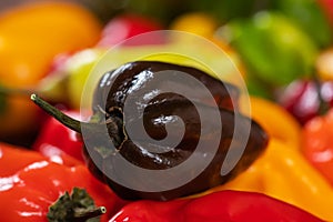 Dark and colorful mix of the freshest and hottest chili peppers