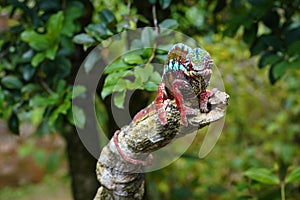 Dark colorful Parson\'s chameleon - Calumma parsonii - walking on tree branch, green leaves around, front view photo