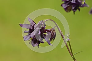 Dark columbine Aquilegia atrata