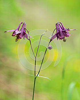 A dark columbine on a rainy day in summer