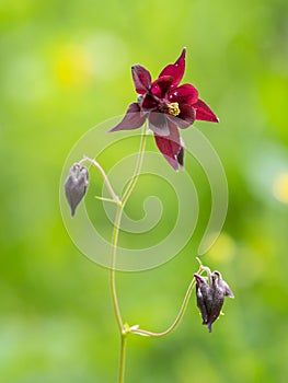 A dark columbine on a rainy day in summer