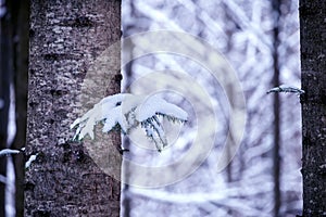 Dark coniferous forest in winter. Minimalist look. Dark trunks and pinnacle branches of needles in the snow.