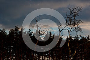 Dark coniferous trees on the background of bright blue sky. Sunset over the forest