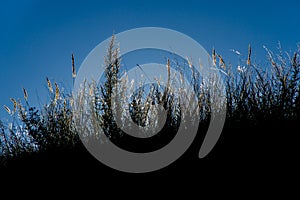 Dark contour of grass against the blue sky