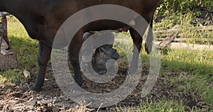 Dark cow milked by hand by a farmer in the yard, sunny day