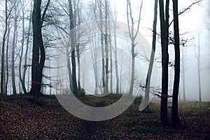 Dark and creepy foggy forest trail