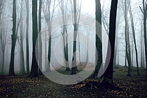 Dark and creepy foggy forest trail