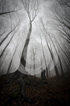 Dark creepy man in forest with fog on Halloween