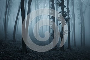 Dark creepy mysterious forest with blue fog