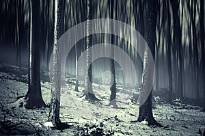 Dark creepy surreal forest with fog and snow