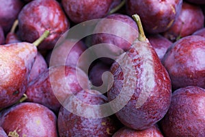 Dark Crimson Anjou pears photo