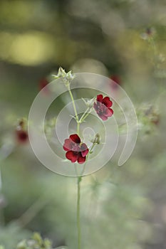 Dark Crimson Cinquefoil