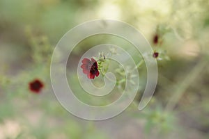 Dark Crimson Cinquefoil