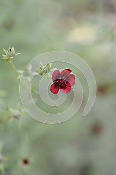 Dark Crimson Cinquefoil