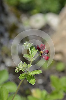 Dark Crimson Cinquefoil