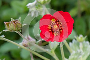 Dark Crimson Cinquefoil flower