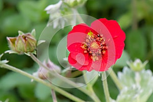 Dark crimson cinquefoil Potentilla atrosanguinea, close-up ruby red flower