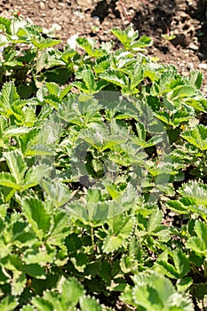 Dark crimson cinquefoil or Potentilla Atrosanguinea plant in Zurich in Switzerland