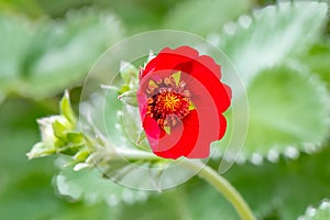 Dark crimson cinquefoil Potentilla atrosanguinea, ruby red flower close-up