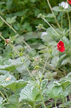 Dark crimson cinquefoil Potentilla atrosanguinea, ruby red flowering plant