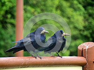 Dark crown in the green background
