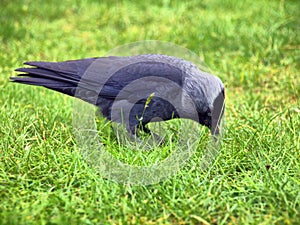 Dark crown in the green background