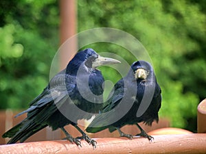 Dark crown in the green background