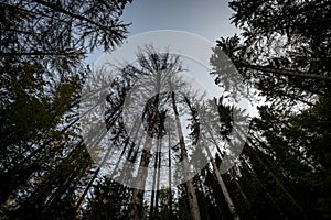 Dark crowns of tall trees in a forest rising against a blue sky