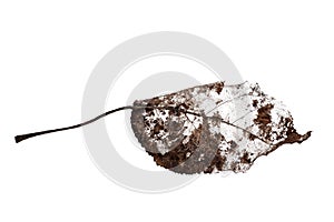 Dark dead leaf isolated on white