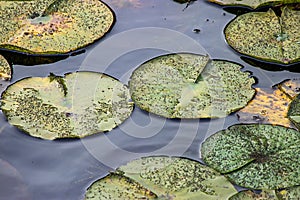 Dark deep blue water with late summer lilypads