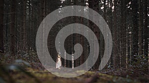 Dark dramatic forest in belgium