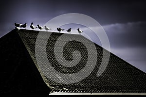 Dark and dreamlike image of birds on a rooftop