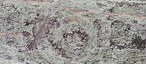 Dark Eclogite Stone Texture Geological Background