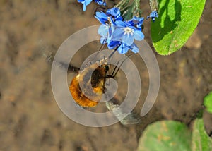 Dark-edged Bee-fly - Bombylius major, Worcestershire, EnglandB photo