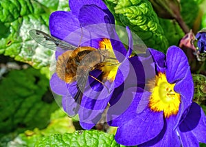 Dark-edged Bee-fly - Bombylius major, Worcestershire, England photo