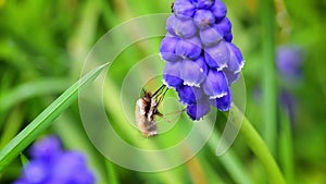 Dark edged bee fly drinking nectar on purple grape hyacinth