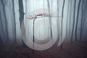 Dark enchanted forest with mist