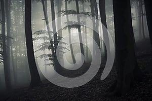 Dark enchanted forest with mysterious fog