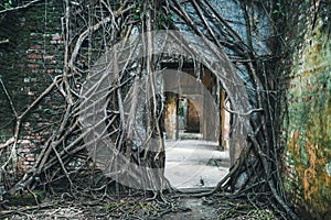 dark entrance ruins overgrown with the roots of strangler fig trees