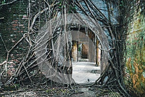 dark entrance ruins overgrown with the roots of strangler fig trees photo