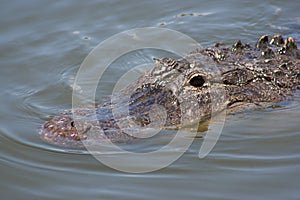 Dark eye of a partially submerged wild alligator in the Florida Everglades