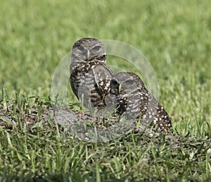 Dark Eyed Burrowing Owls