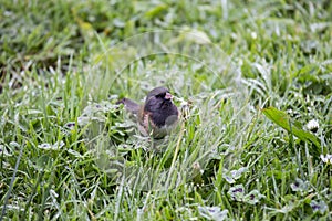 Dark Eyed Junco