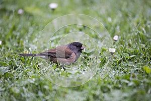 Dark Eyed Junco