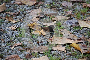 A dark eyed junco