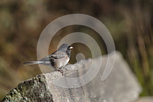 Dark eyed junco